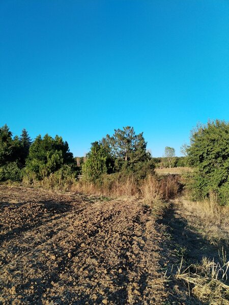 Ciolpani, COR,