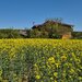Ciolpani, COR,